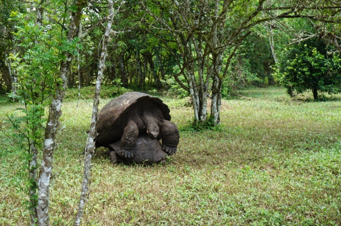Mating giant tortoises