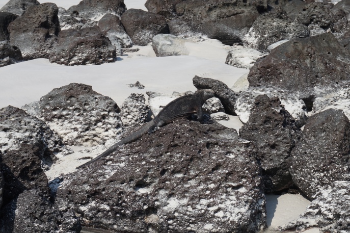 Camouflaged marine iguana