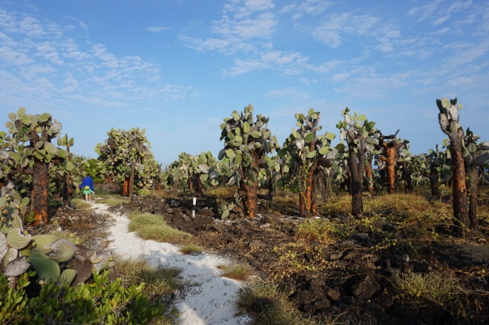 Walking among the cacti to Tortuga Bay