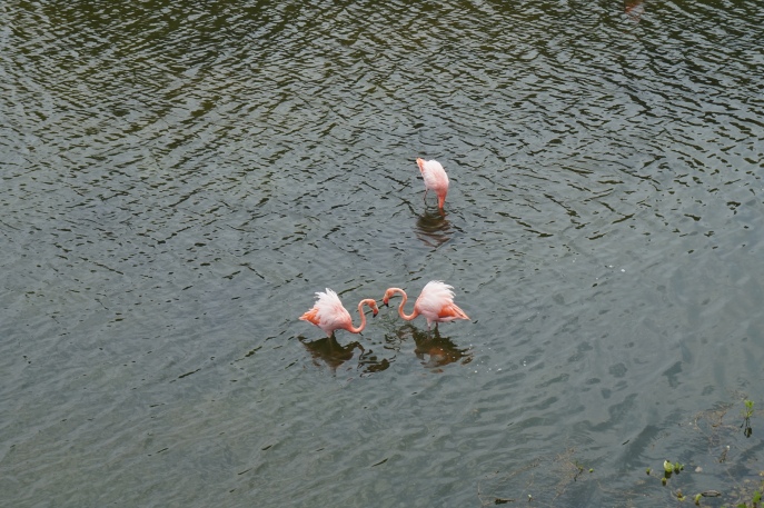 Flamingos getting a bit feisty!