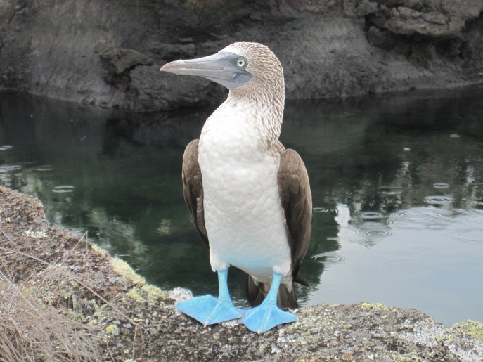 Beautiful Blue-Footed Booby